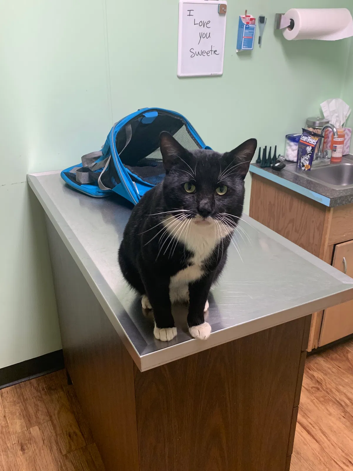 Lost cat in Lexington, SC, 29073