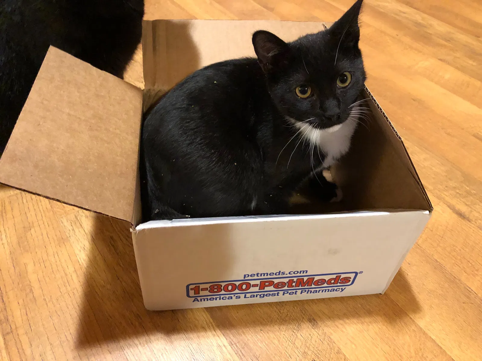 Lost cat in Peterstown, WV, 24963