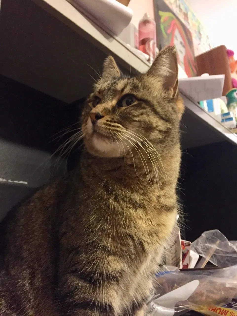 Lost cat in Lubbock, TX, 79410