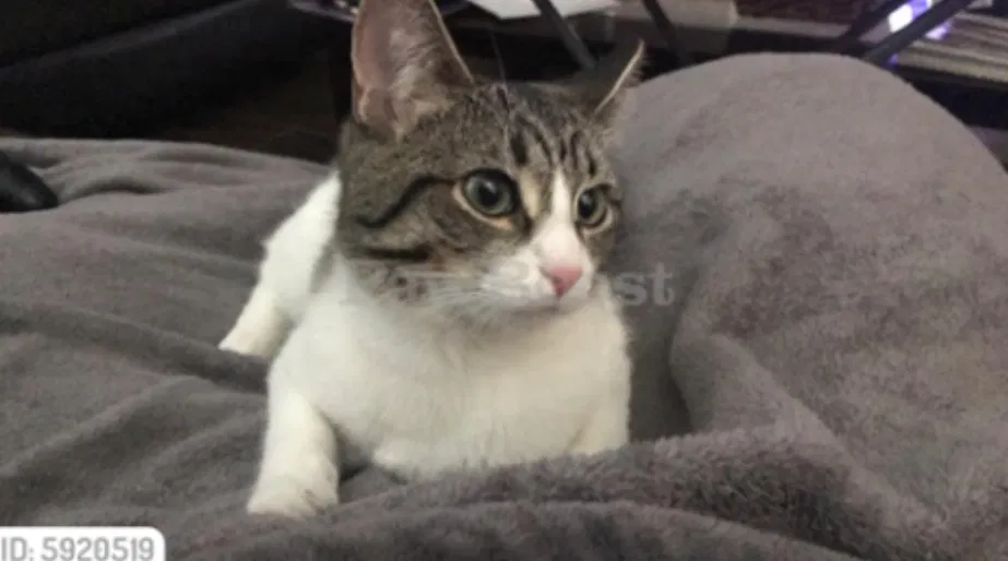 Lost cat in San Marcos, CA, 92078