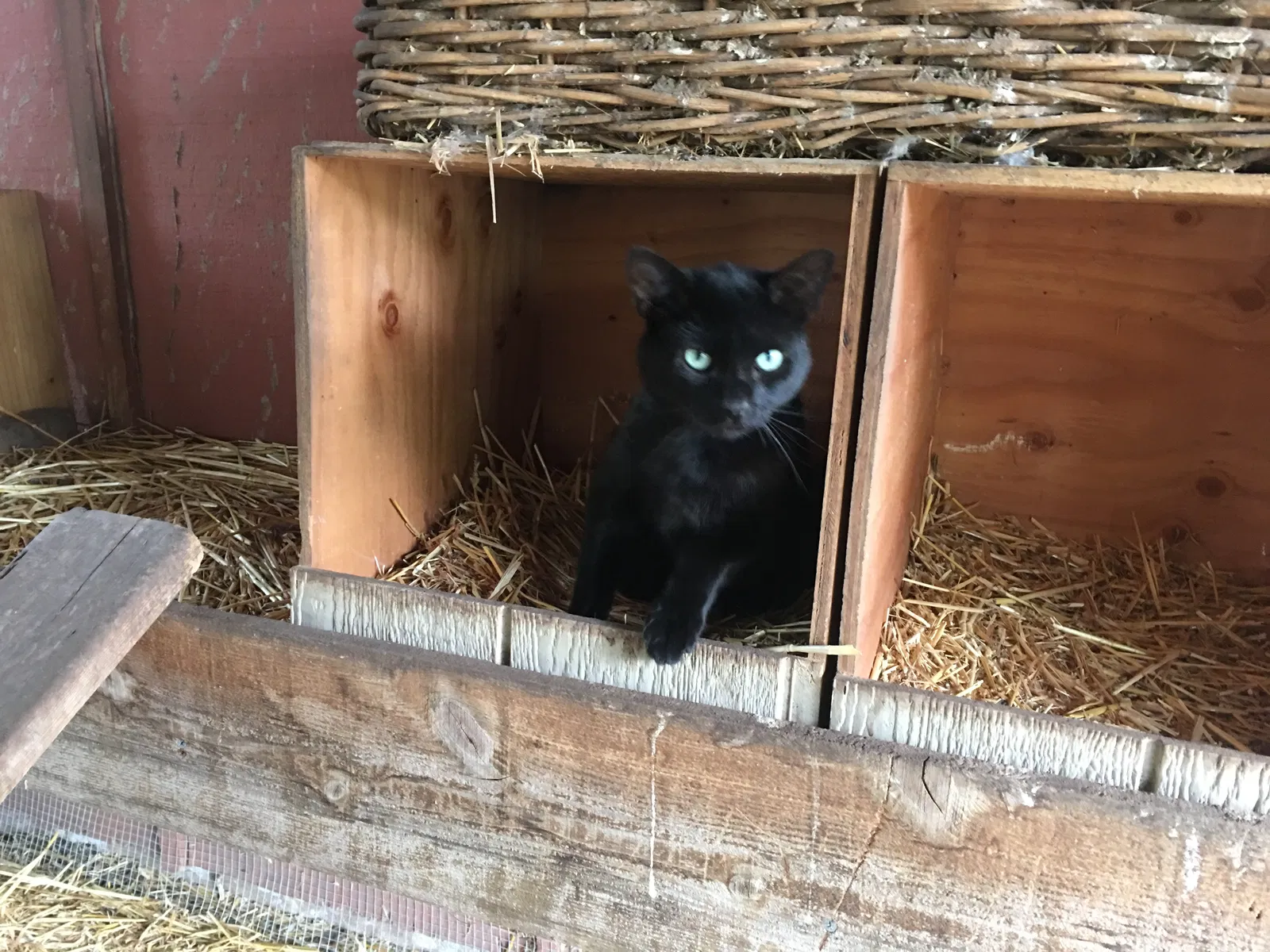 Lost cat in Escondido, CA, 92025