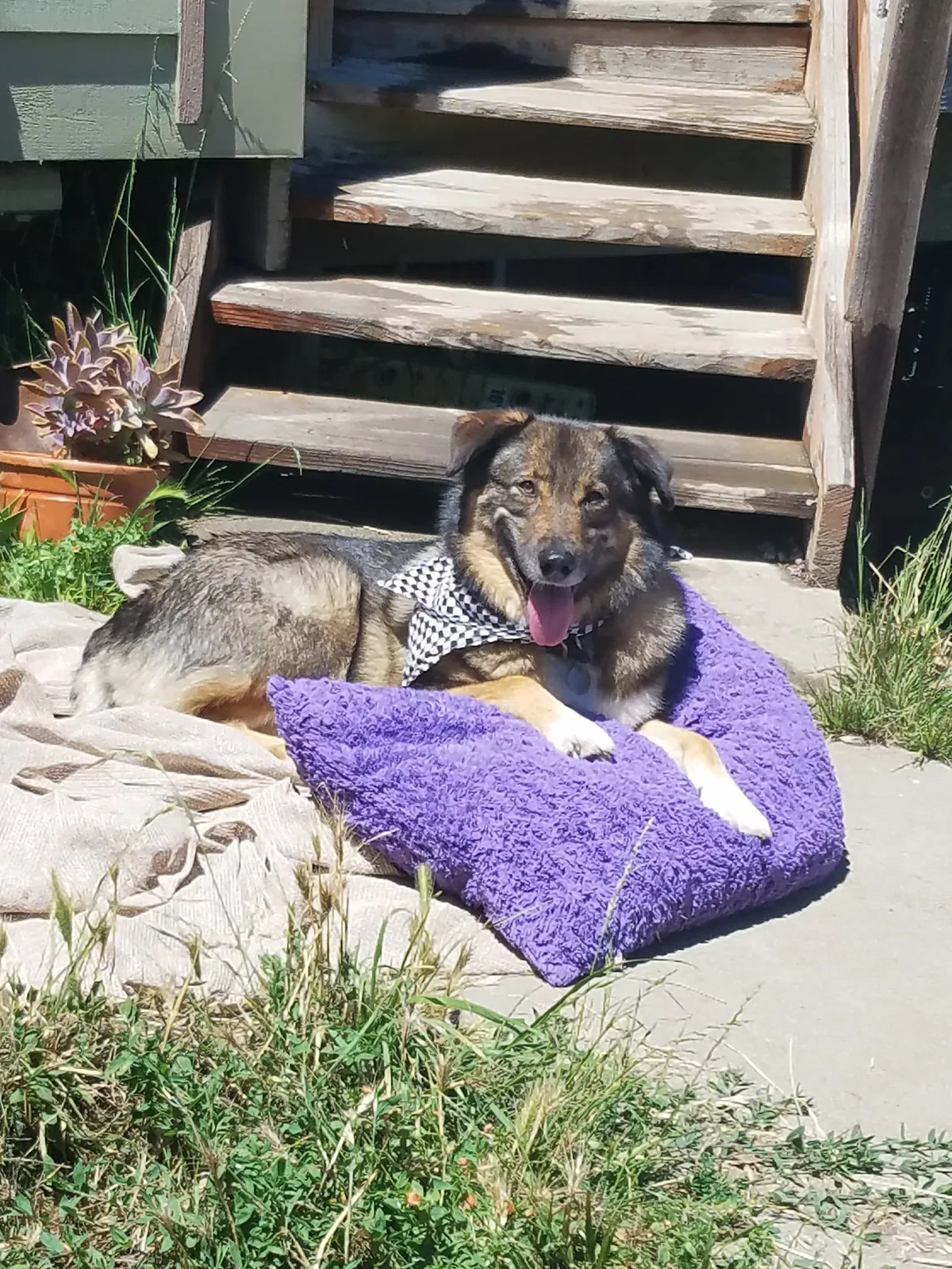 Lost dog in Watsonville, CA, 95076