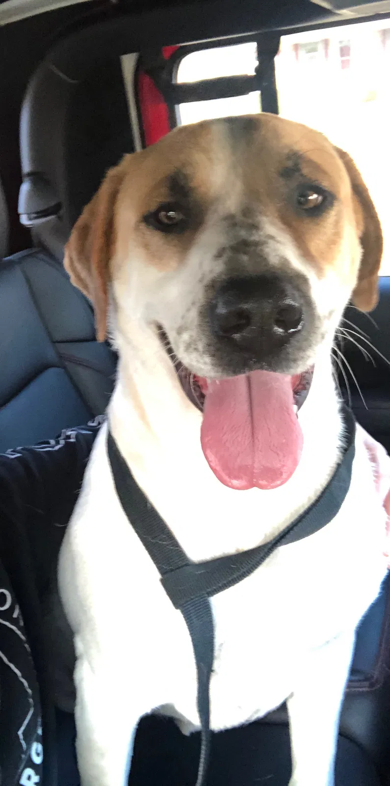 Found dog in Broken Arrow, OK, 74011