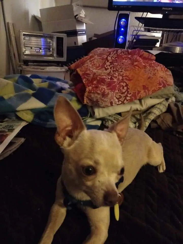 Lost dog in Yakima, WA, 98903