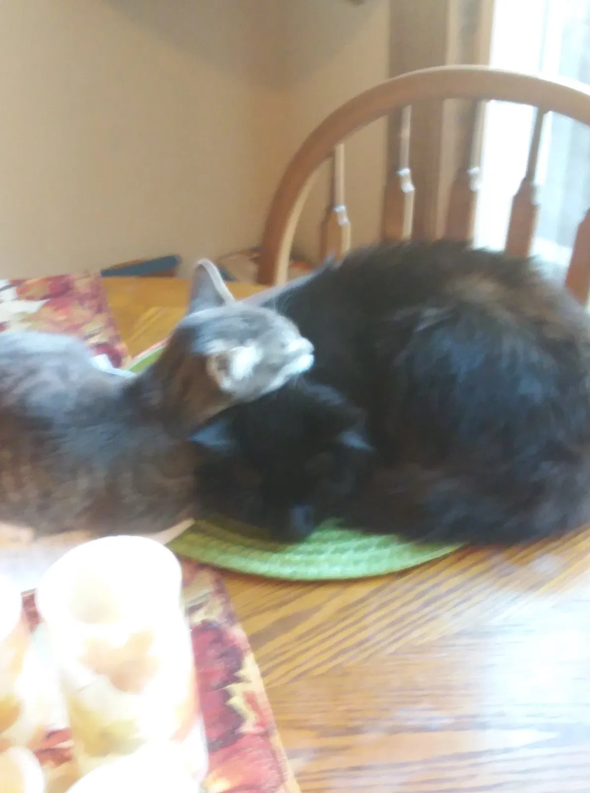 Lost cat in Springfield, MO, 65807