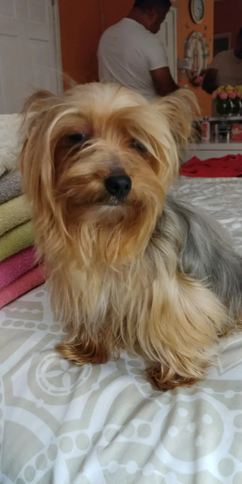 Lost dog in Gardena, CA, 90247