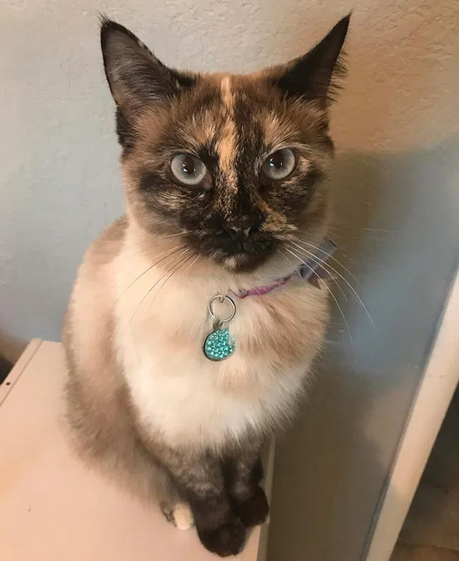 Lost cat in Granite Bay, CA, 95746
