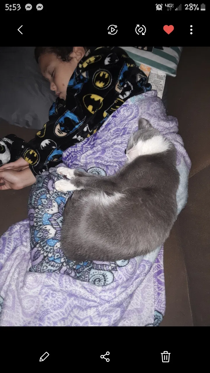 Lost cat in Saint Louis, MO, 63109