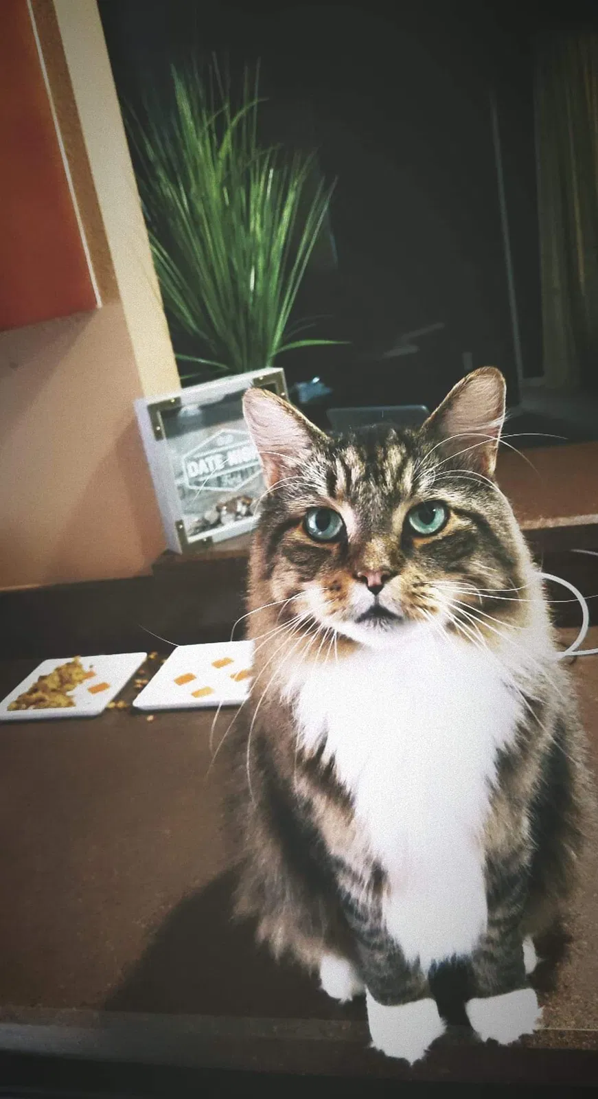 Lost cat in Land O Lakes, FL, 34638