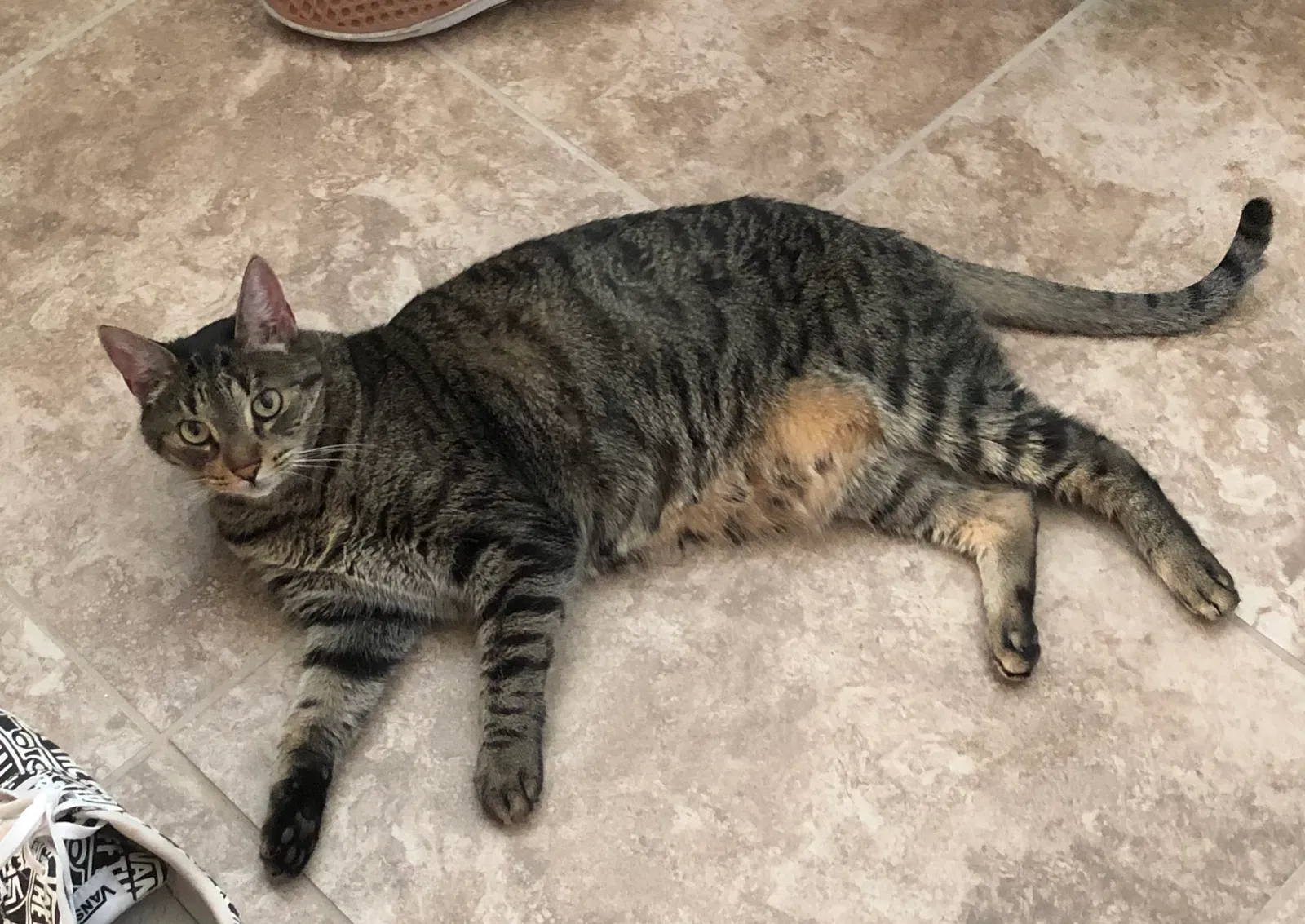 Lost cat in Buckeye, AZ, 85326