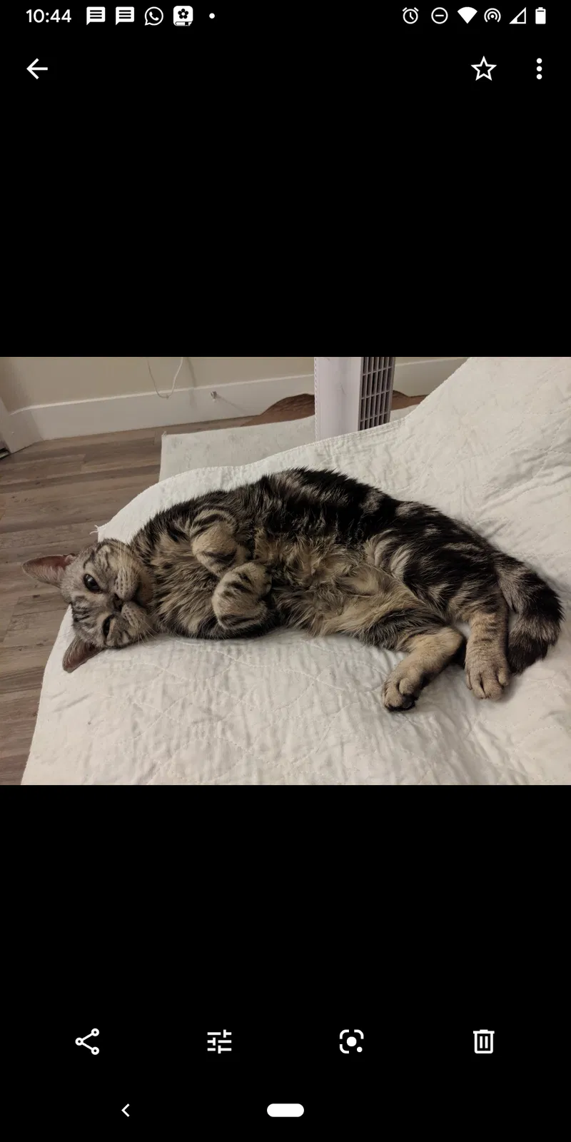 Lost cat in Yorba Linda, CA, 92886