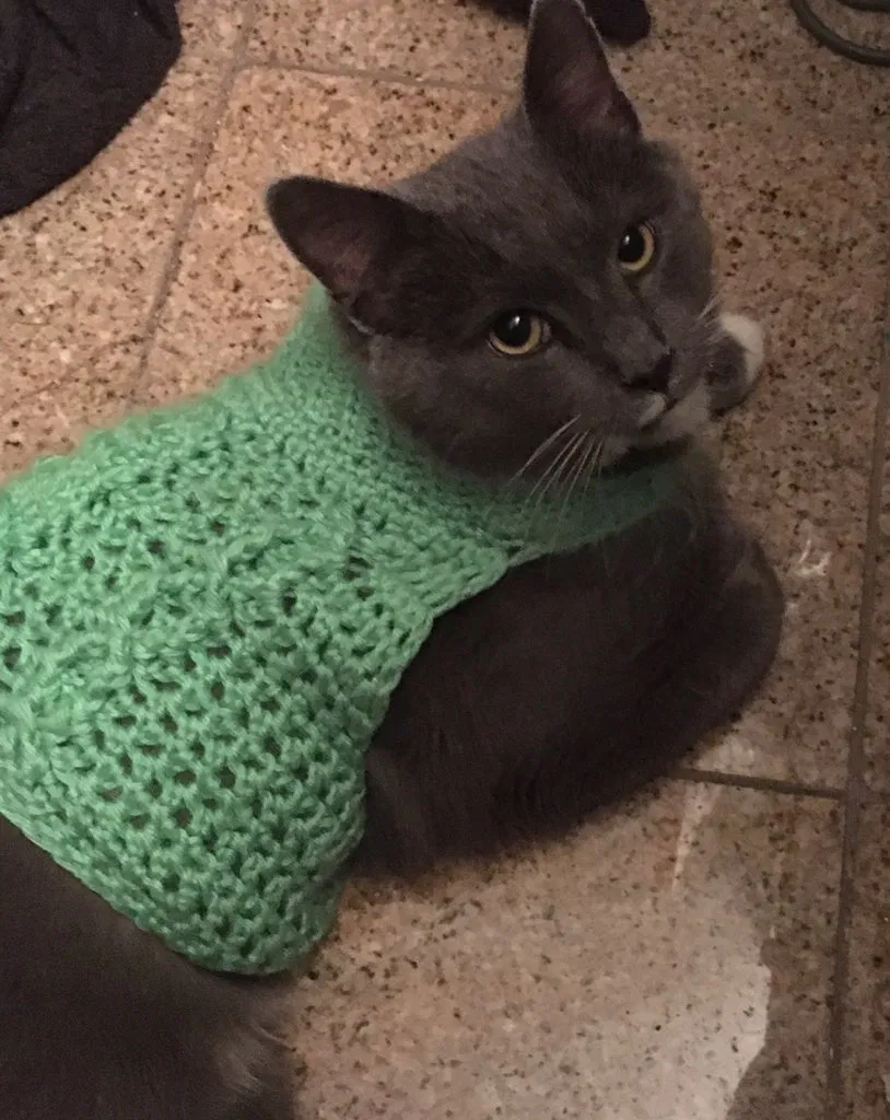 Lost cat in Eastlake, OH, 44095