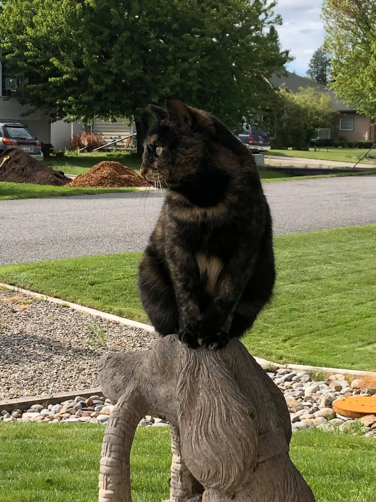 Lost cat in Gilbert, AZ, 85234