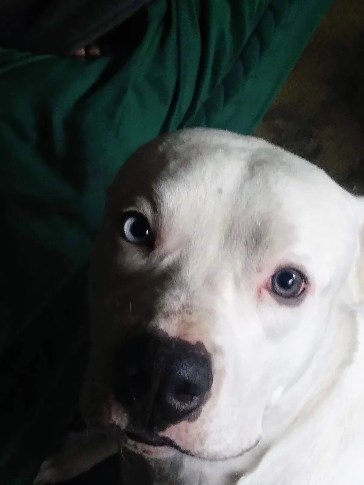 Lost dog in Tulsa, OK, 74126