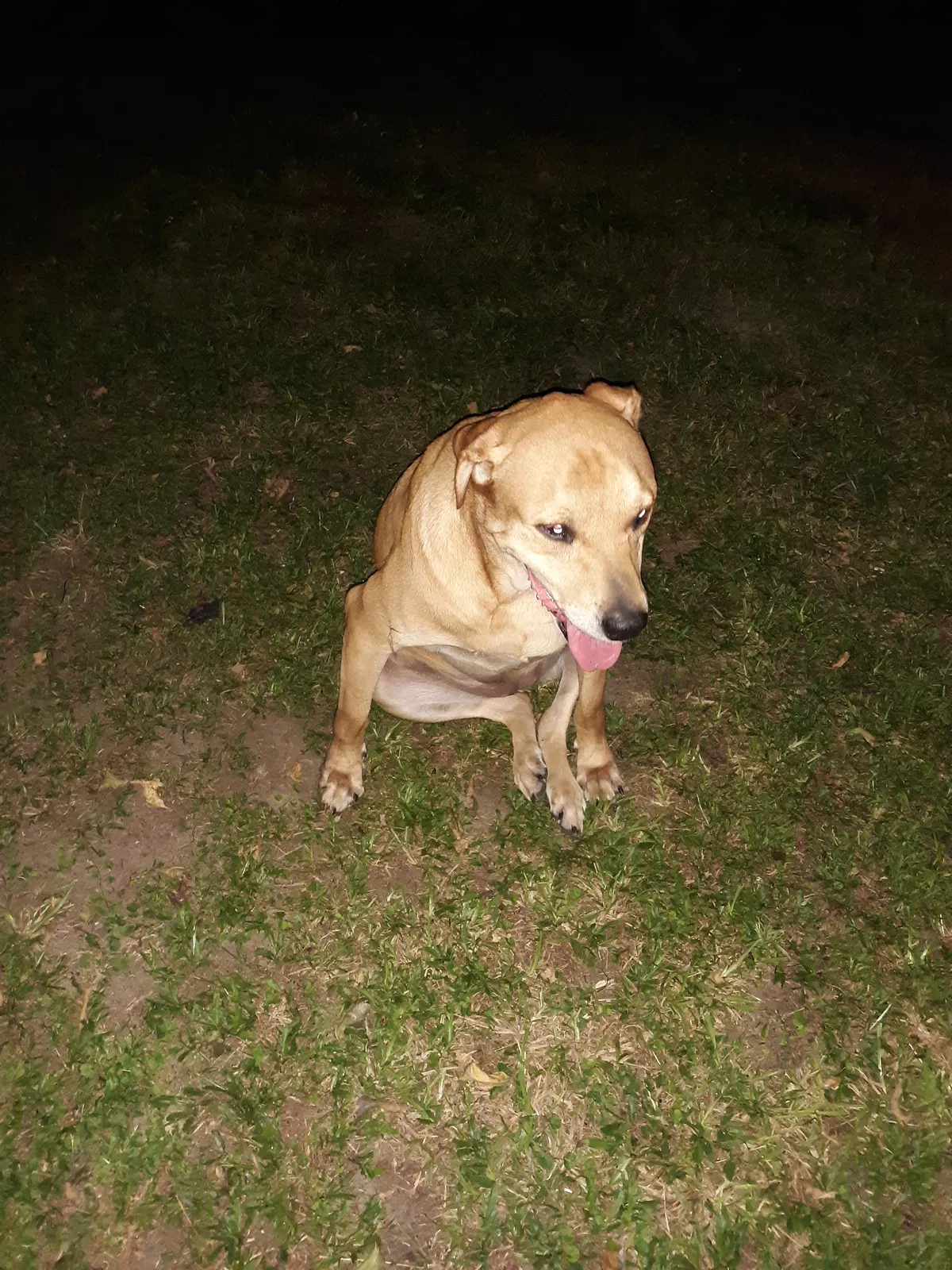 Lost dog in Snow Hill, NC, 28580