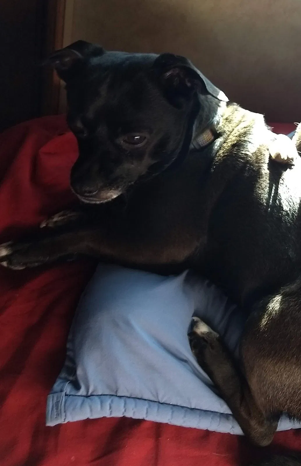 Lost dog in Wolfforth, TX, 79382