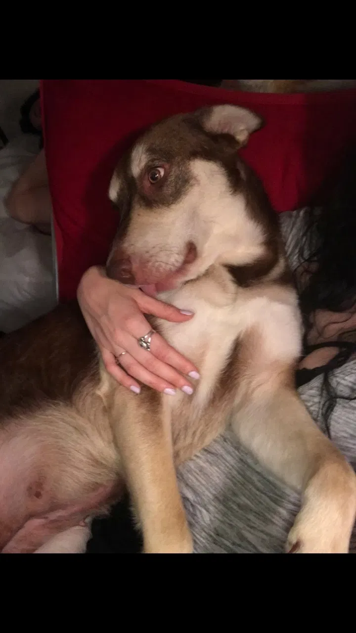 Lost dog in Hartselle, AL, 35640