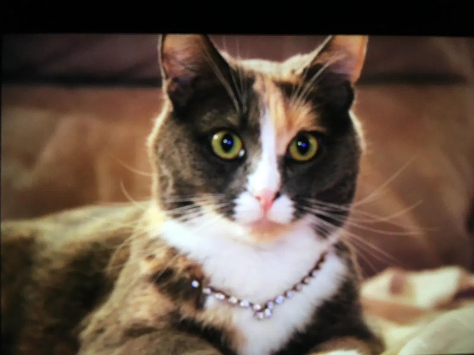 Lost cat in Doylestown, PA, 18902