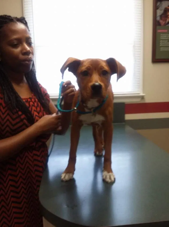 Lost dog in Florence, SC, 29506