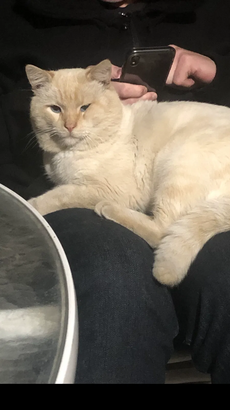 Lost cat in Antioch, CA, 94509