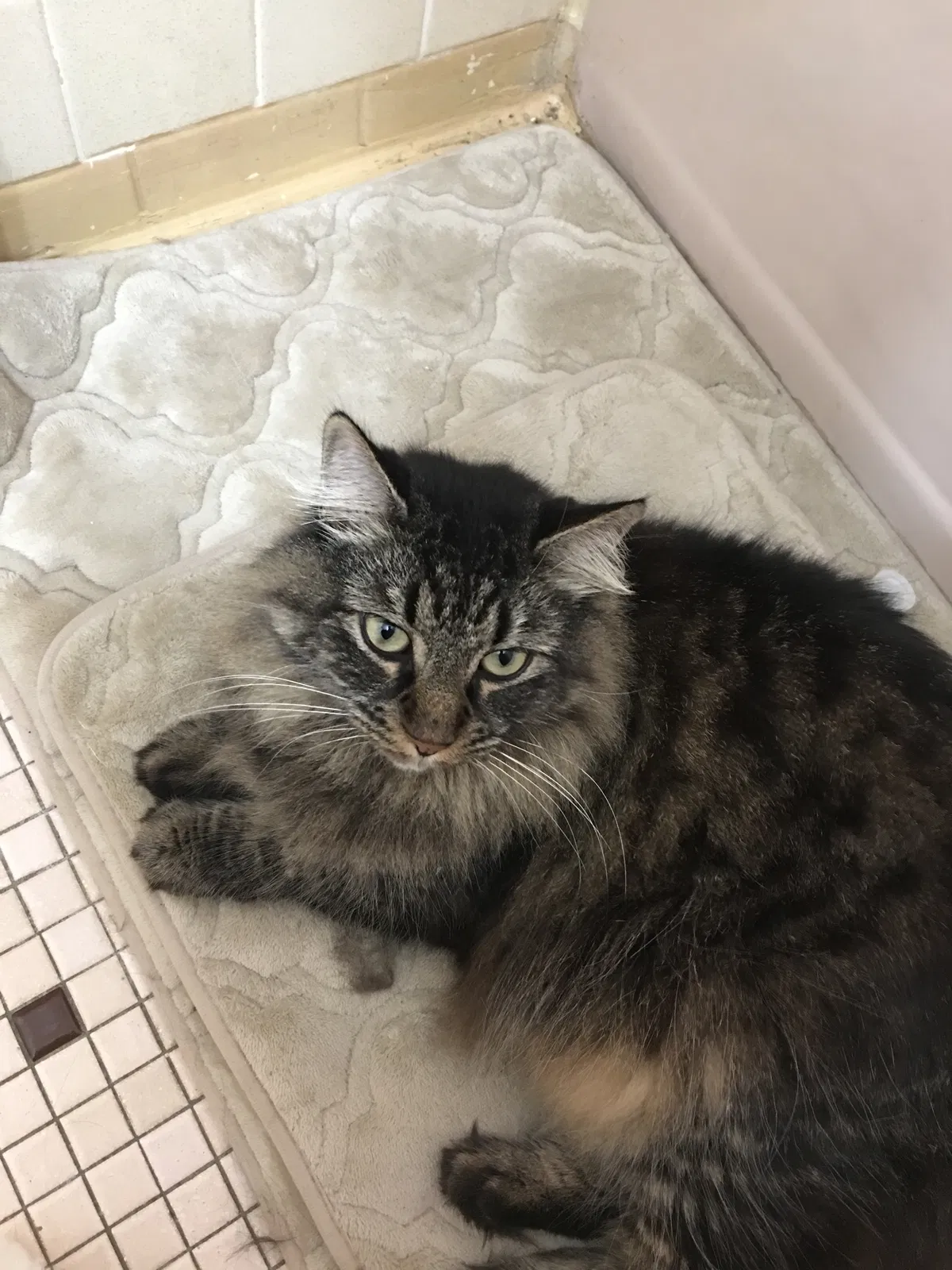 Lost cat in Bronx, NY, 10462