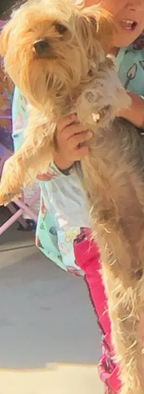 Lost dog in Modesto, CA, 95351