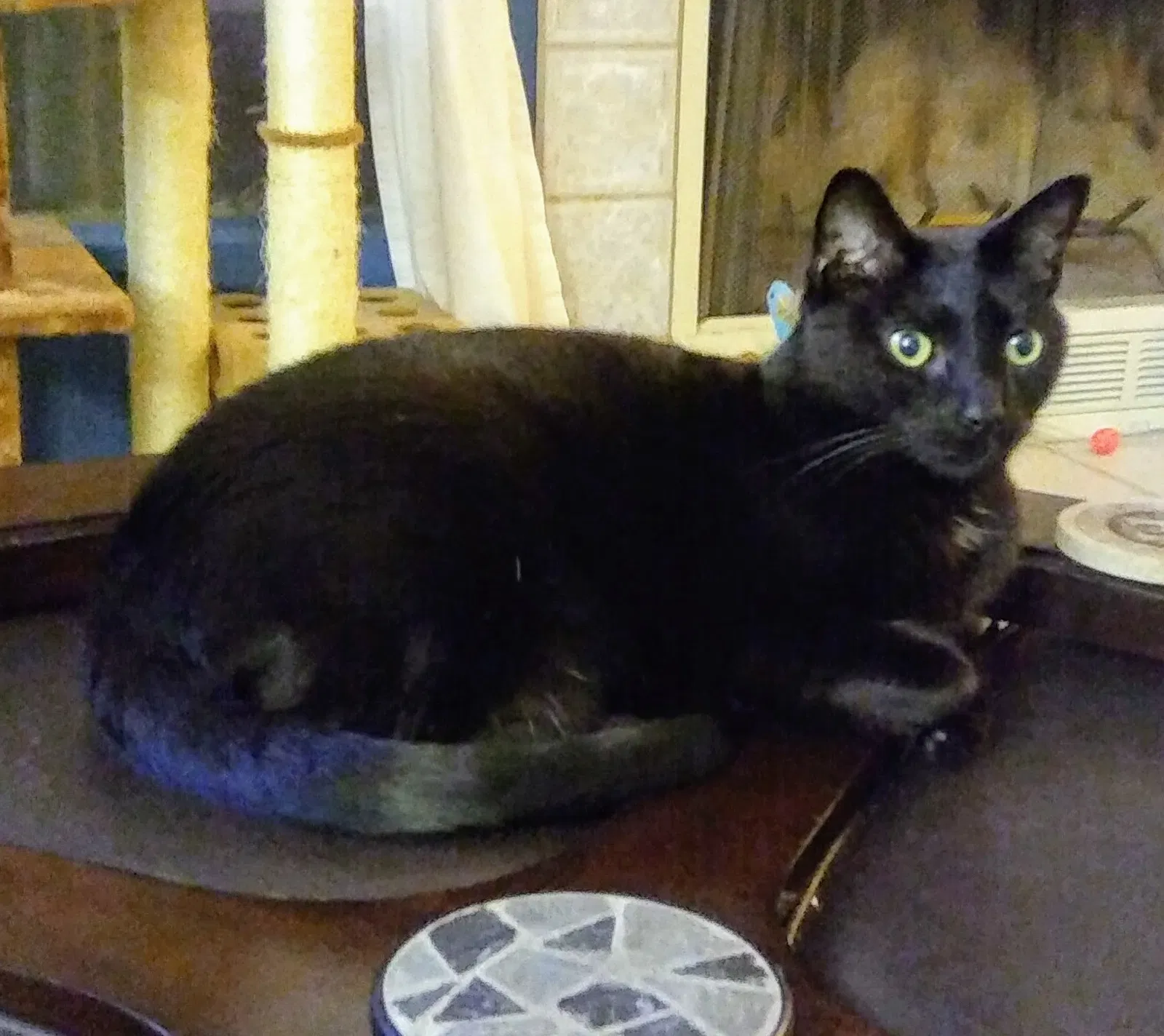 Lost cat in Phoenix, AZ, 85044