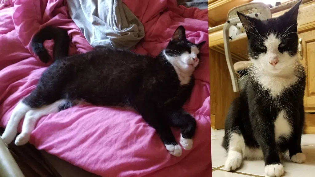 Lost cat in Hollywood, FL, 33024