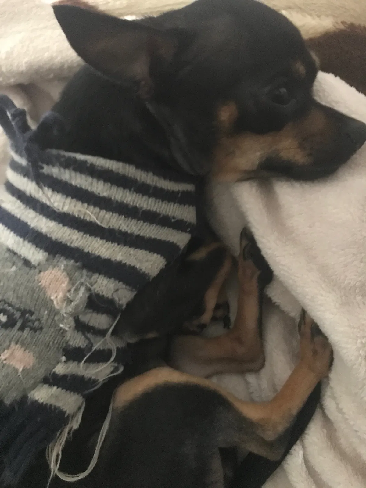 Lost dog in Burlington, NC, 27217
