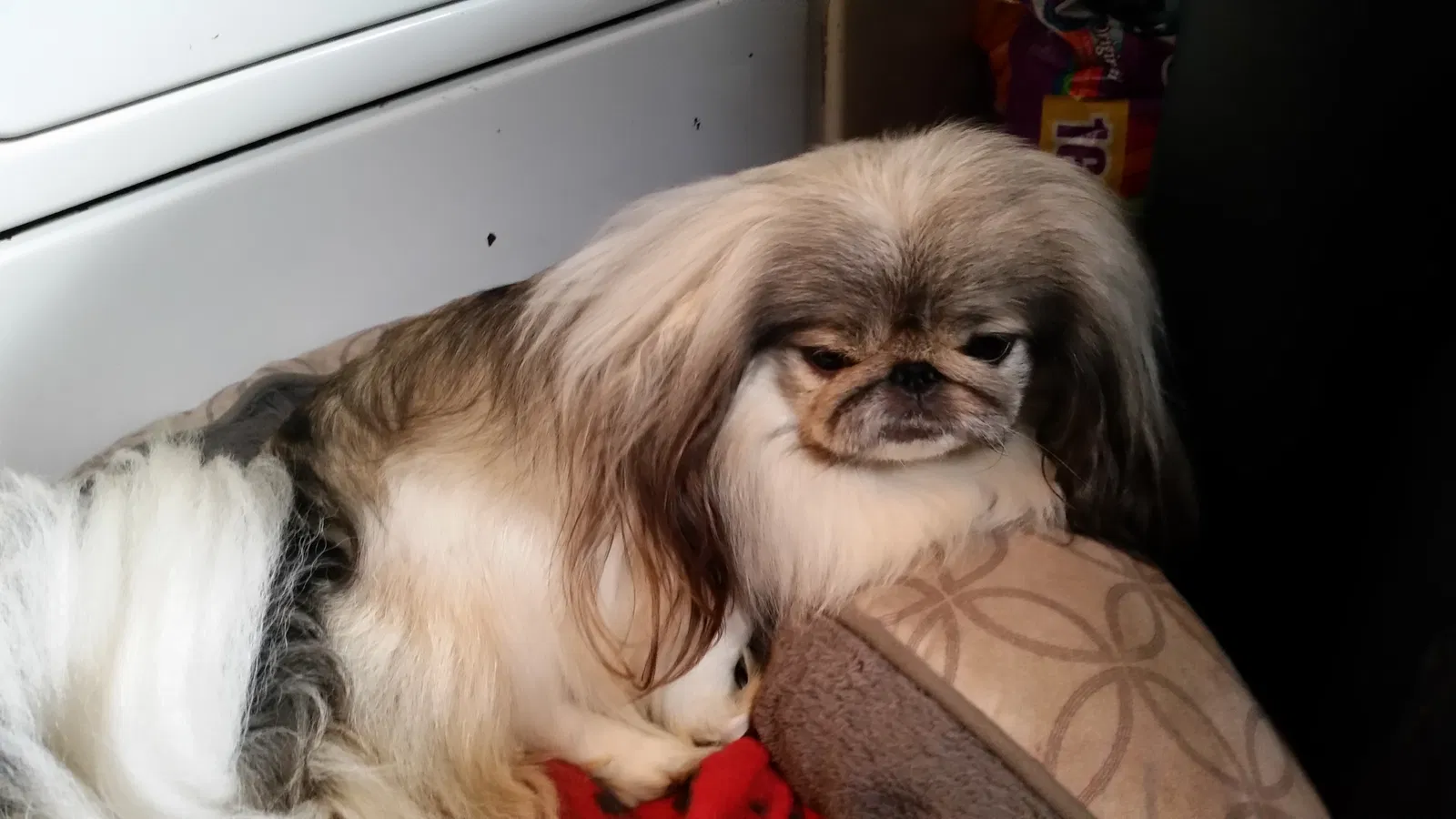 Lost dog in Centralia, WA, 98531