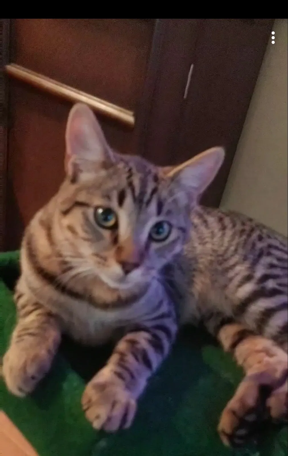 Lost cat in El Paso, TX, 79928