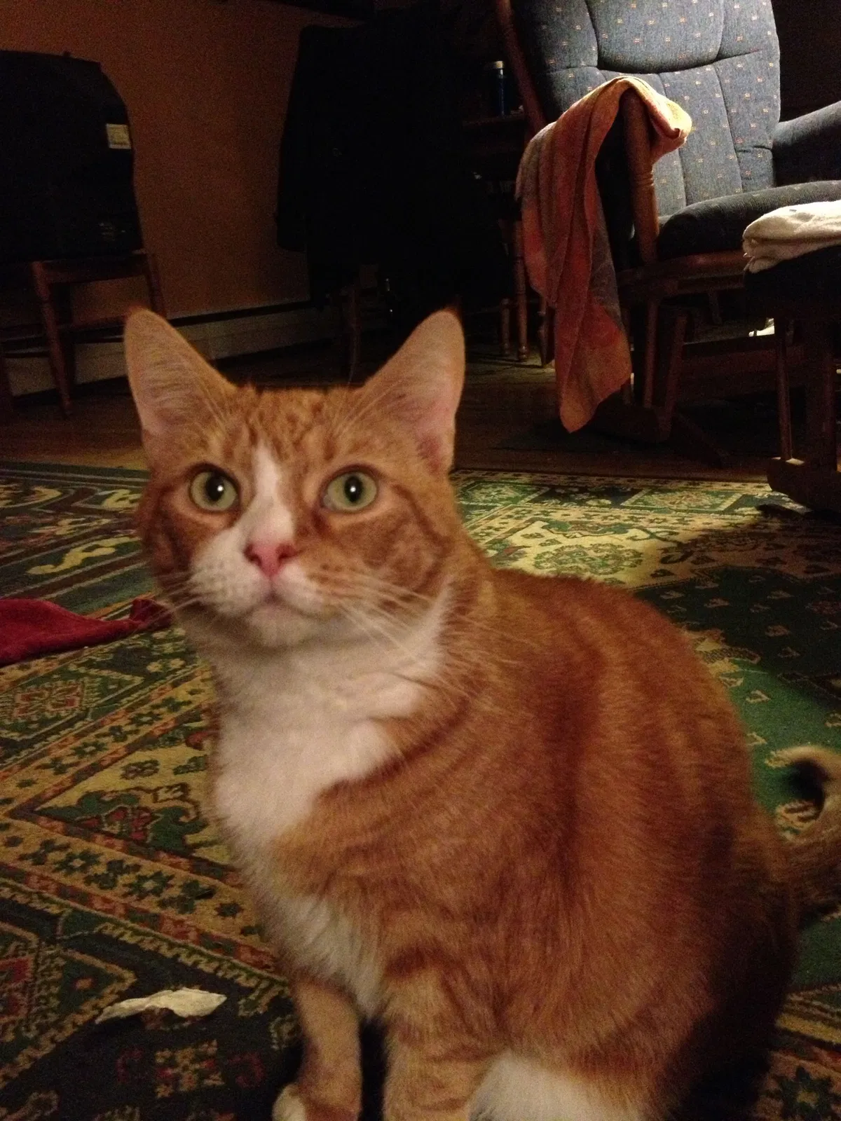 Lost cat in Allentown, PA, 18106