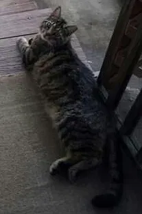 Lost cat in Linden, PA, 17744