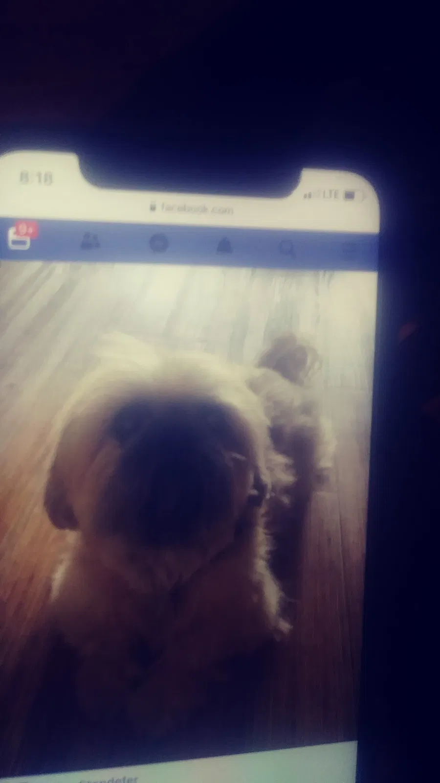 Lost dog in Vancouver, WA, 98682