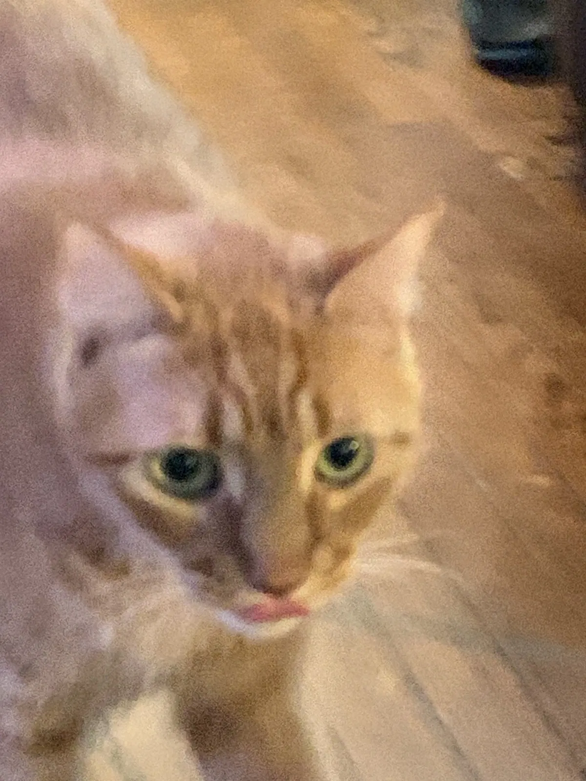 Lost cat in Arcadia, CA, 91007