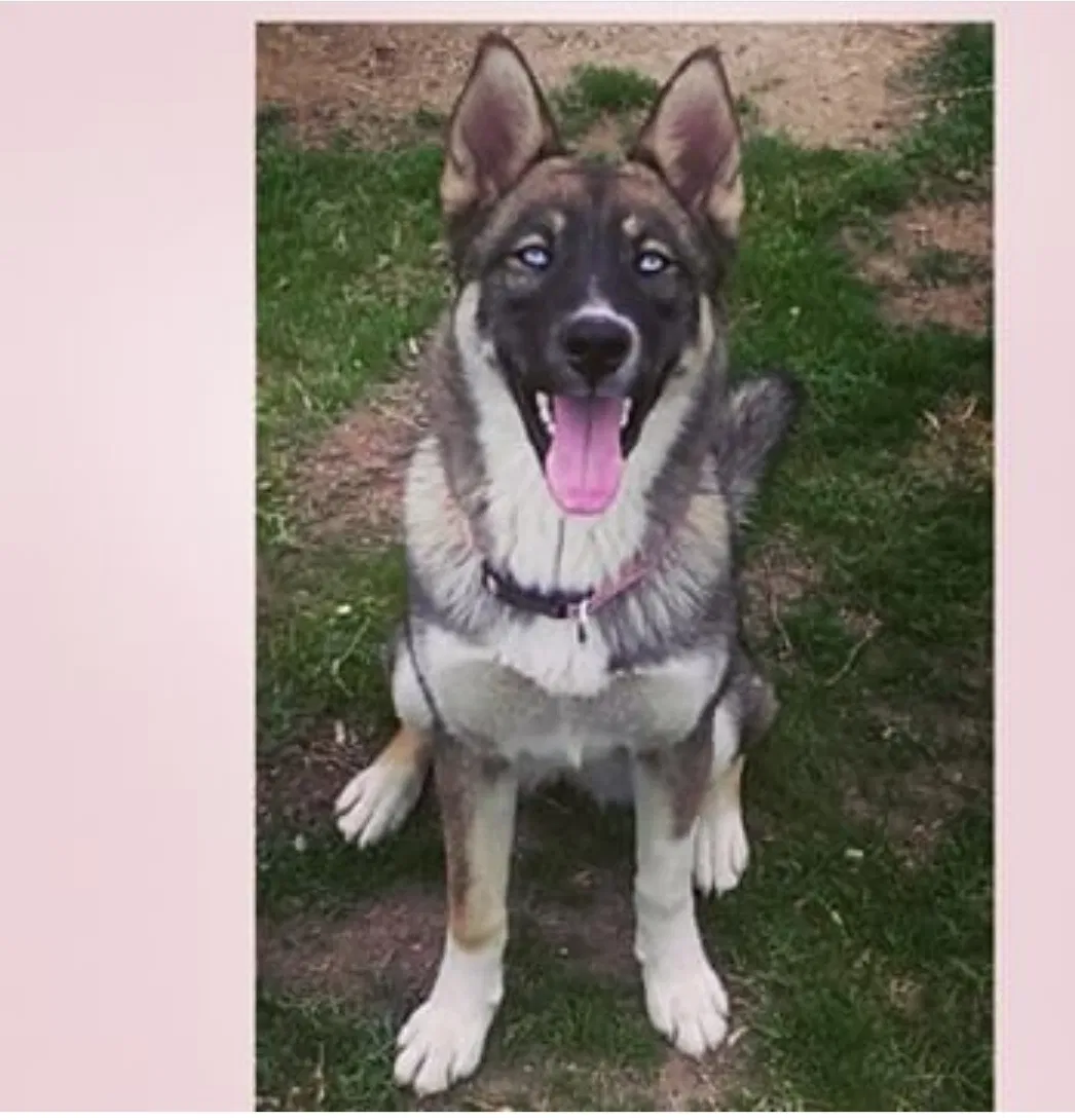 Lost dog in Riverside, CA, 92509