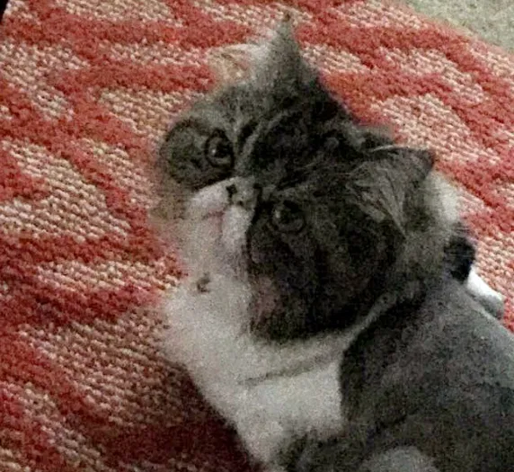 Lost cat in Fort Worth, TX, 76123