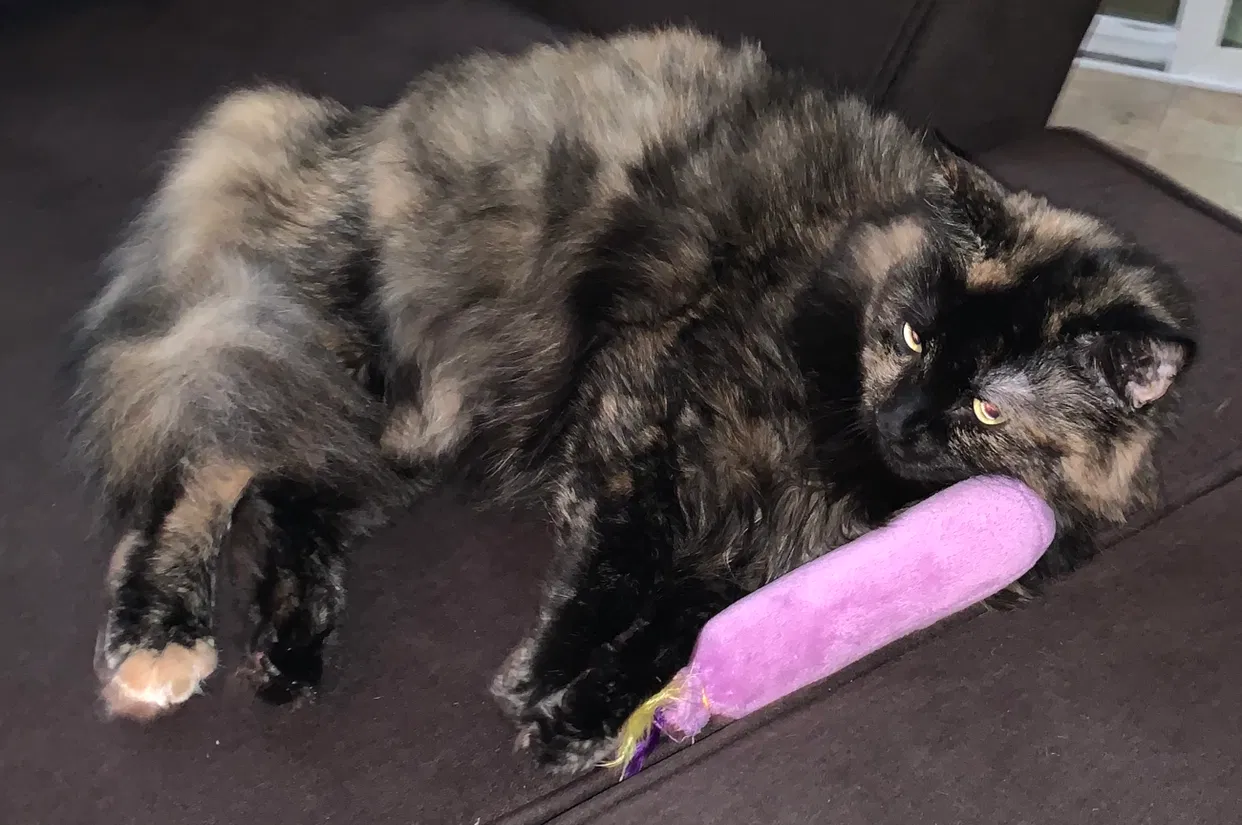Lost cat in Saint Johns, FL, 32259