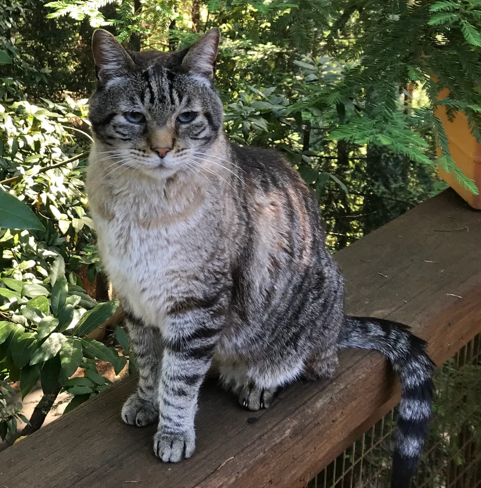 Lost cat in Los Gatos, CA, 95033