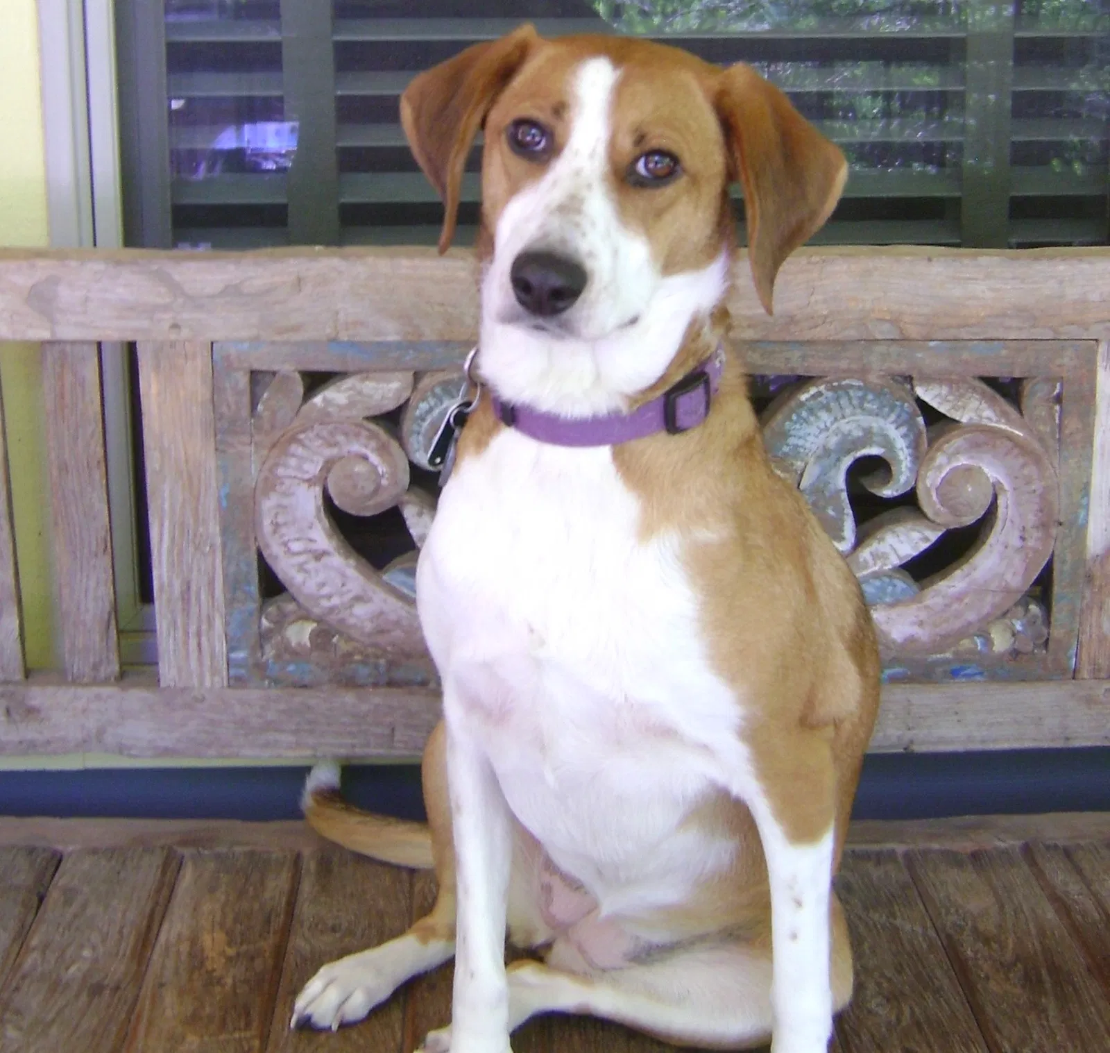 Lost dog in Asheville, NC, 28804