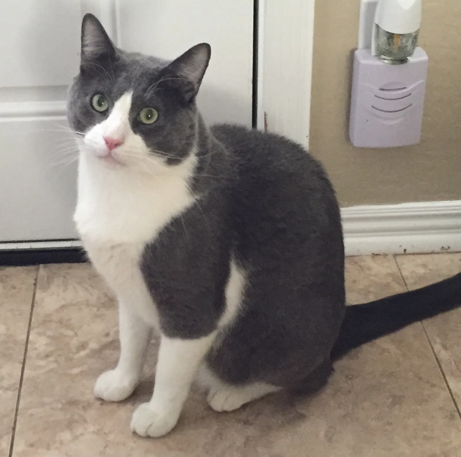 Lost cat in Mesa, AZ, 85201