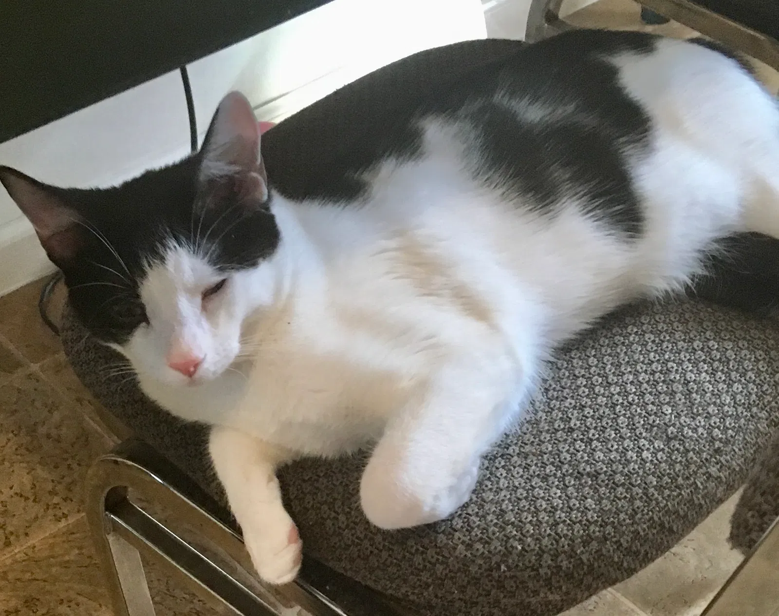 Lost cat in Charleston, WV, 25315