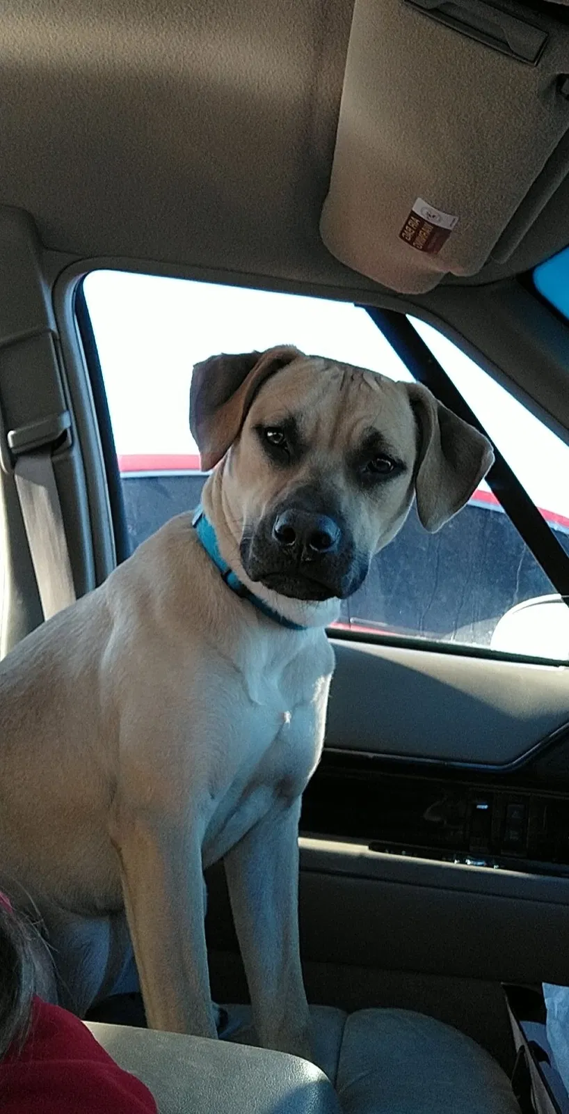Lost dog in Casselberry, FL, 32730
