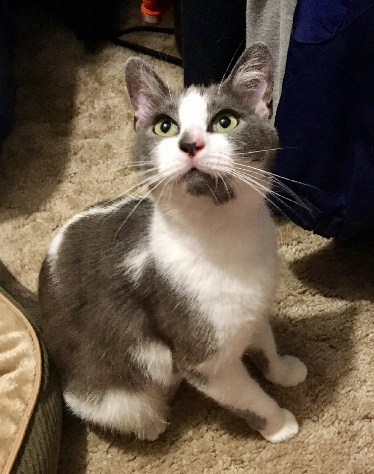 Lost cat in Lafayette, CO, 80026