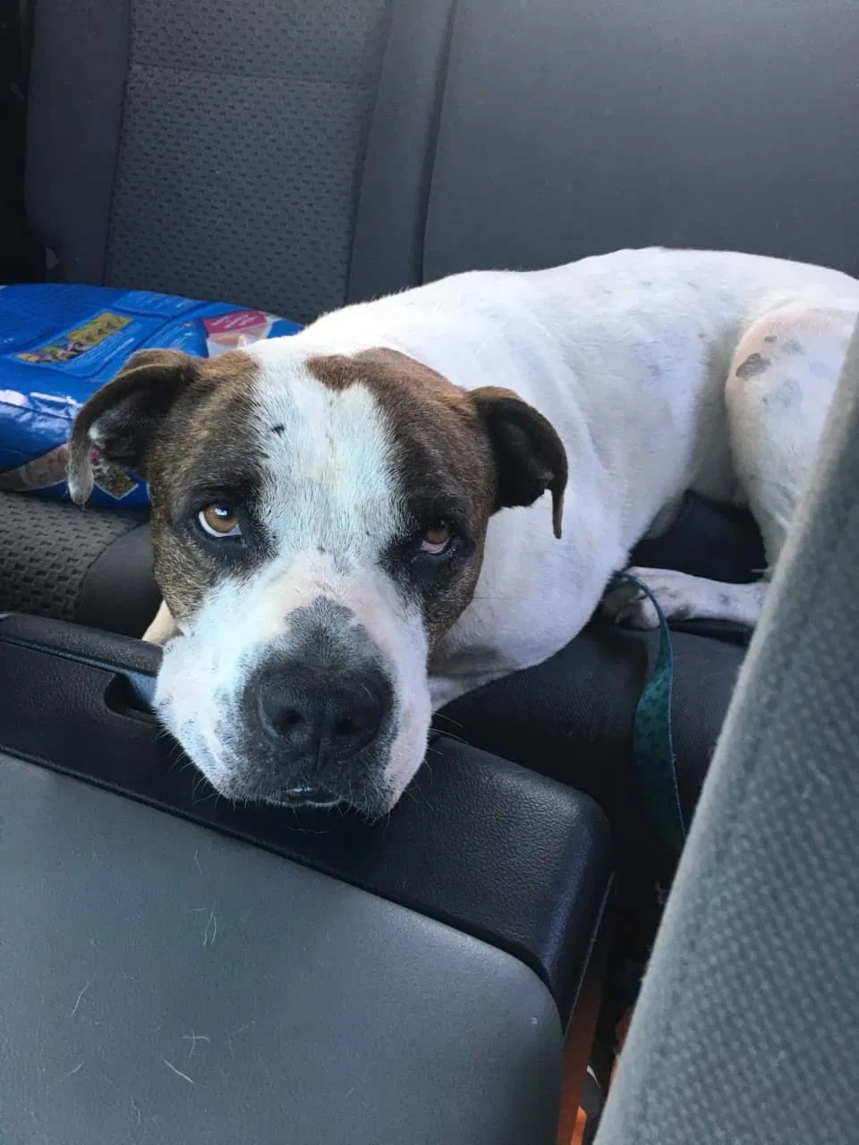 Lost dog in Monroe, NC, 28110