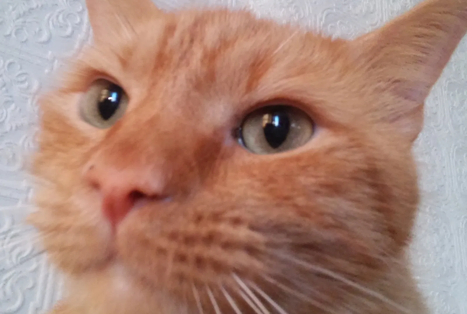 Lost cat in Wilmington, NC, 28409