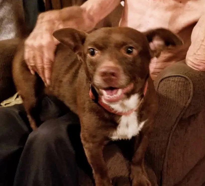 Lost dog in Gray Court, SC, 29645