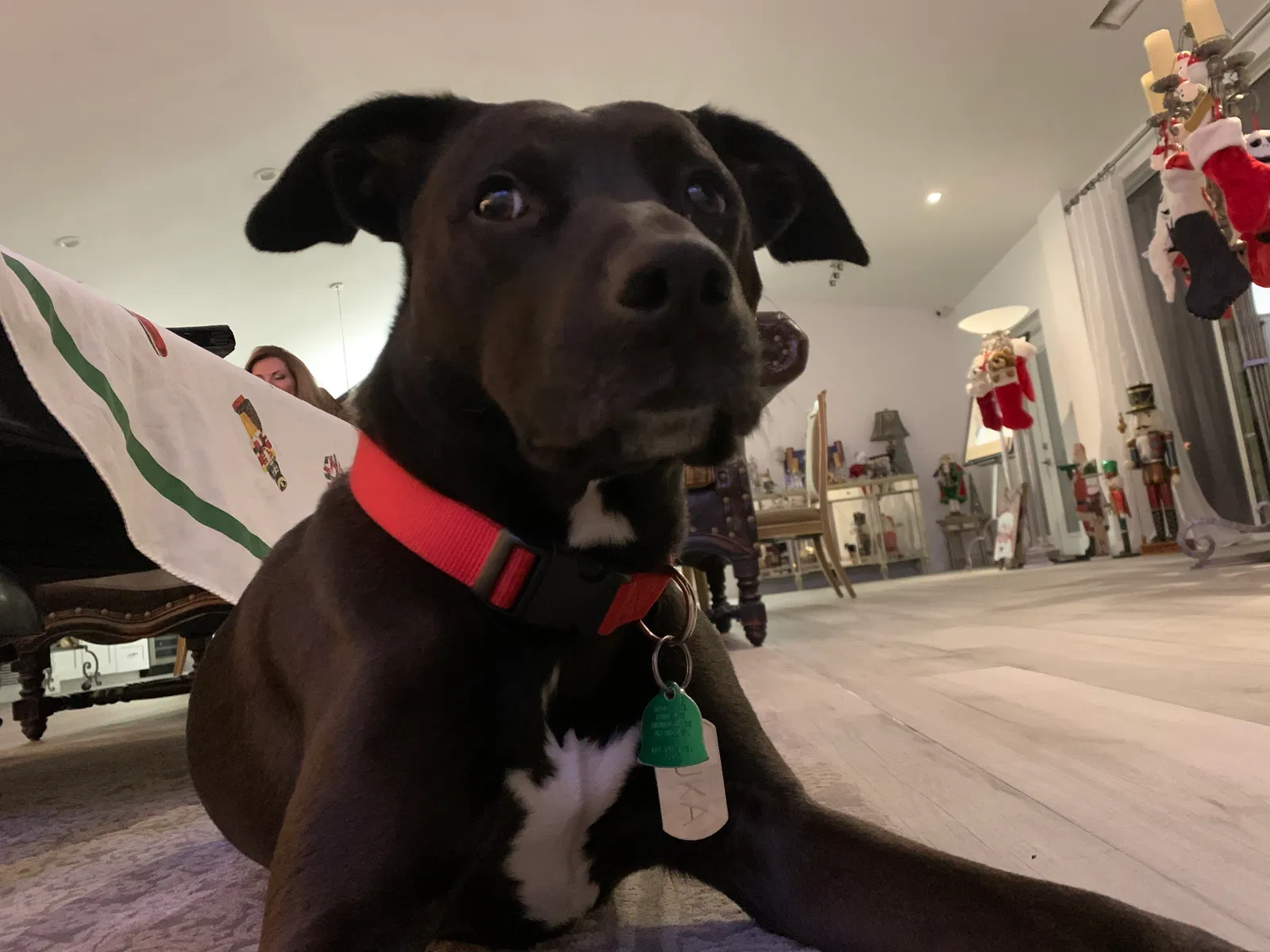 Lost dog in Orlando, FL, 32819