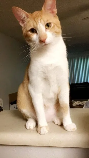 Lost cat in Tacoma, WA, 98445