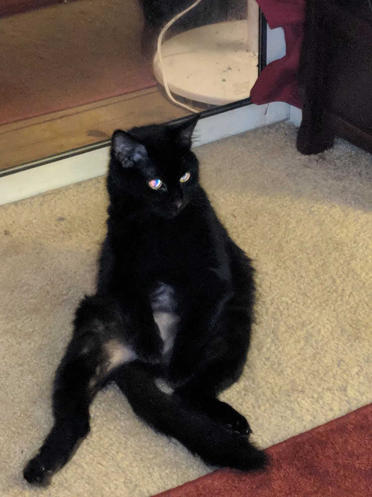 Lost cat in Charlotte, NC, 28277